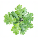 Almond & Black Oak Extract