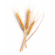 Hydrolysed Wheat Protein